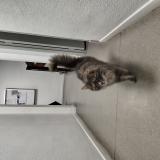 Picture of cat found at Lezignan Corbieres