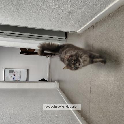 Photo 1/1 Found cat Found in Lezignan corbieres