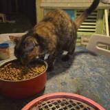 Picture of cat lost at La Roche Vineuse