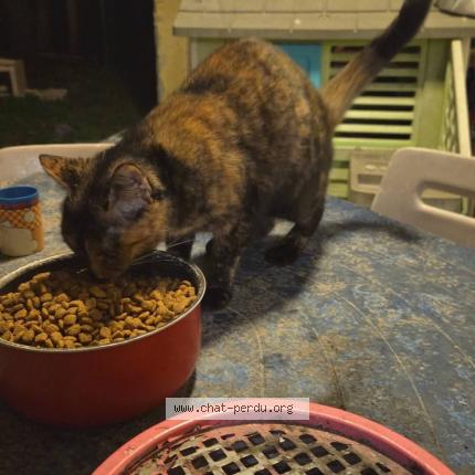 Photo 1/1 Natty Chat lost in La roche vineuse