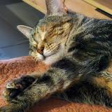 Picture of cat lost at Merignac