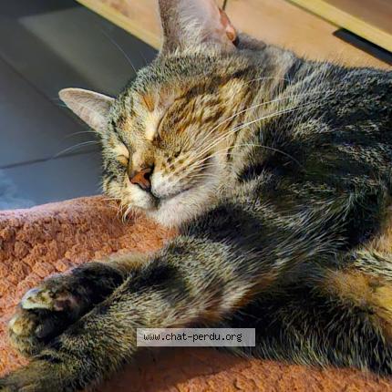 Photo 1/1 Faya Chat lost in Merignac