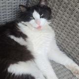 Picture of cat lost at Nimes