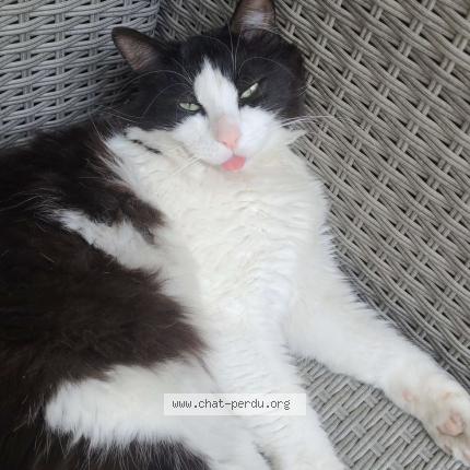 Photo 1/1 ME&Iuml;KO Chat lost in Nimes