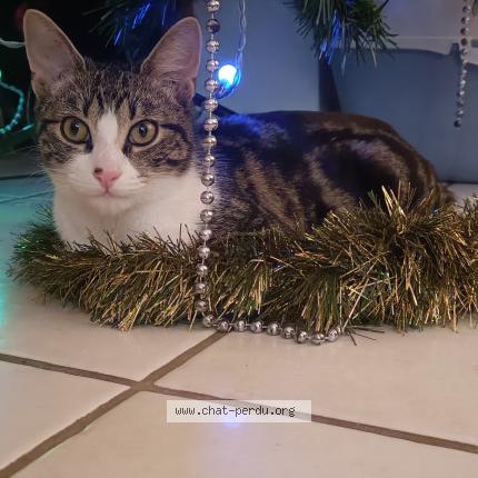 Photo 1/3 Gustave Chat lost in Tournefeuillle