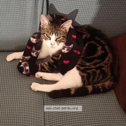 Photo 2/3 Gustave Chat lost in Tournefeuillle