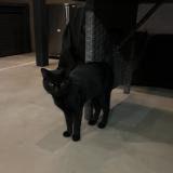 Picture of cat found at Santa Ana