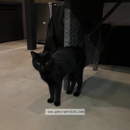 Photo 1/1 Found cat Found in Santa ana