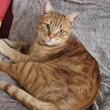 Picture of cat lost at Paladru