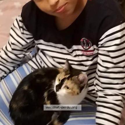 Photo 1/1 Girard kodjo Chat lost in La roche sur yon