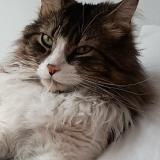 Picture of cat lost at Santiago