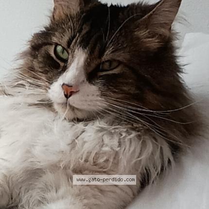 Photo 1/1 Rusito Chat lost in Santiago