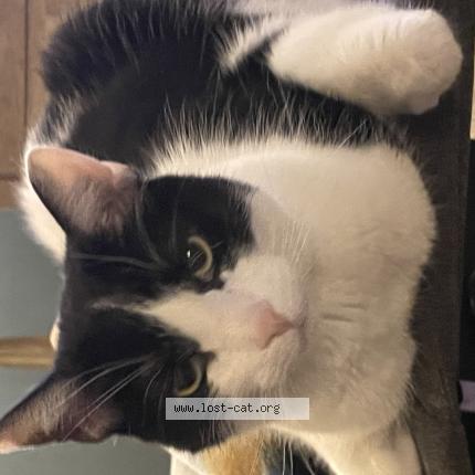 Photo 1/1 Reunited cat Lost in Georgetown