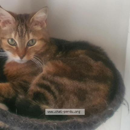 Photo 1/1 Vanina Mercier Chat lost in Niort