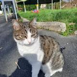 Picture of cat lost at Itxassou