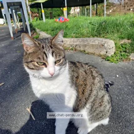 Photo 1/1 Moon Chat lost in Itxassou