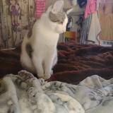 Picture of cat lost at Dubach