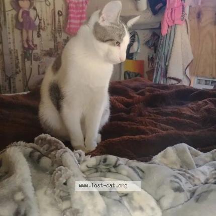 Photo 1/1 Clyde Chat lost in Dubach