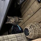 Picture of cat found at Beaugency