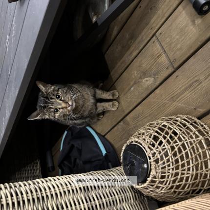 Photo 1/1 Found cat Found in Beaugency