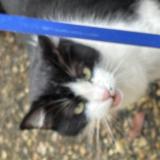 Picture of cat found at Bordeaux