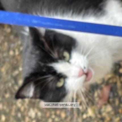 Photo 1/1 Found cat Found in Bordeaux