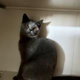 Picture of cat lost at Saint Herblain