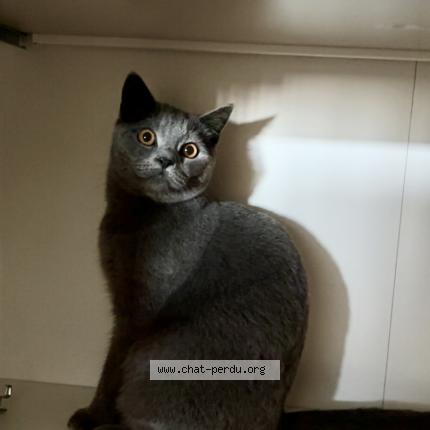 Photo 1/1 GRIBOUILLE Chat lost in Saint herblain