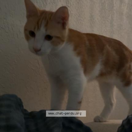 Photo 1/1 Kikousss Chat lost in Marseille