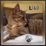 Picture of cat lost at Le Faouet