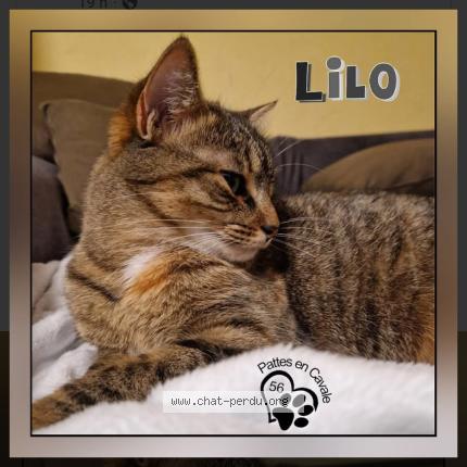 Photo 1/1 Lilo Chat lost in Le faouet