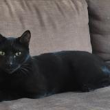 Picture of cat lost at Avignon