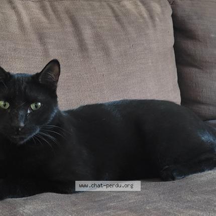 Photo 1/1 Black Chat lost in Avignon