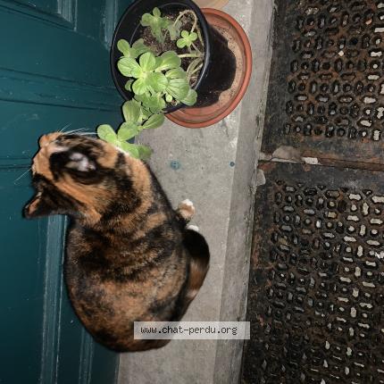 Photo 1/1 Found cat Found in Schaerbeek