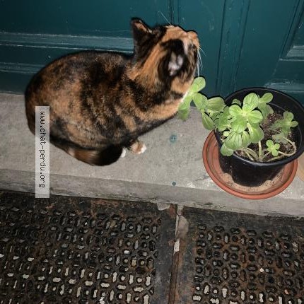 Foto 1/1 Kat gevonden Gevonden in Schaerbeek