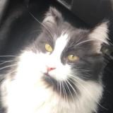 Picture of cat lost at Le Blanc Mesnil