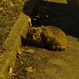 Picture of cat found at Grenoble