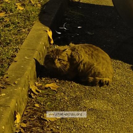 Photo 1/1 Found cat Found in Grenoble