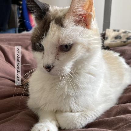 Photo 1/1 Cat reunited Lost in Bayonne