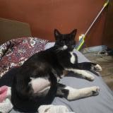 Picture of cat found at Margate