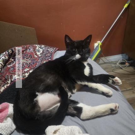 Photo 1/1 Found cat Found in Margate