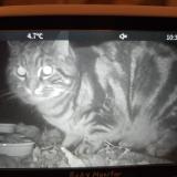 Picture of cat found at Brent