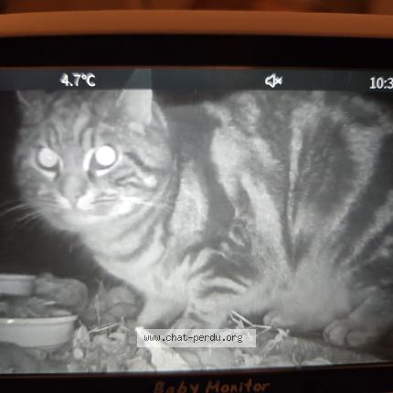 Photo 1/1 Found cat Found in Brent