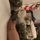 Picture of cat lost at Kissimmee