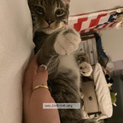 Photo 1/1 Jasper Chat lost in Kissimmee