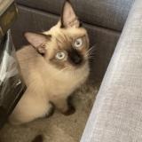 Picture of cat lost at Tonneins