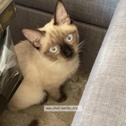 Photo 1/1 Light Chat lost in Tonneins