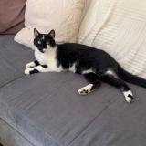 Picture of cat lost at Nancy