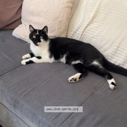 Photo 1/1 Neko Chat lost in Nancy