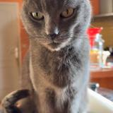 Picture of cat lost at Loiron Ruille